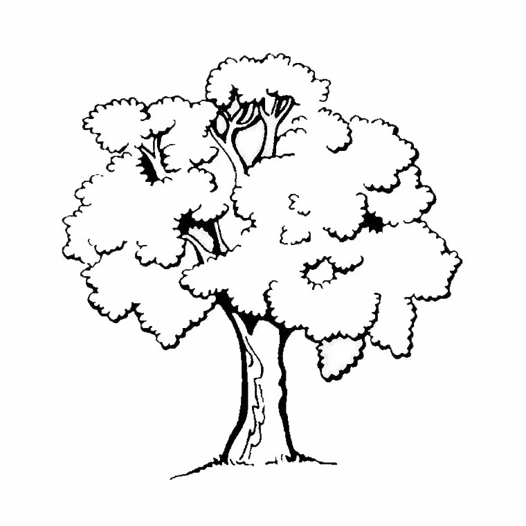 Arbre 13